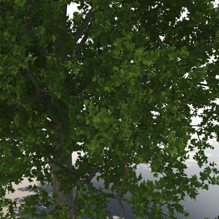 3D Red Maple Tree Summer