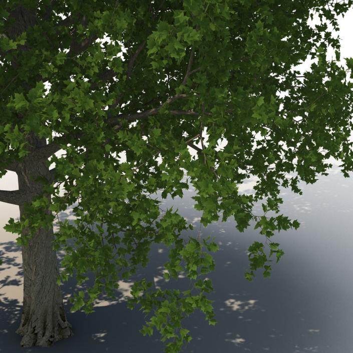 3D Red Maple Tree Summer