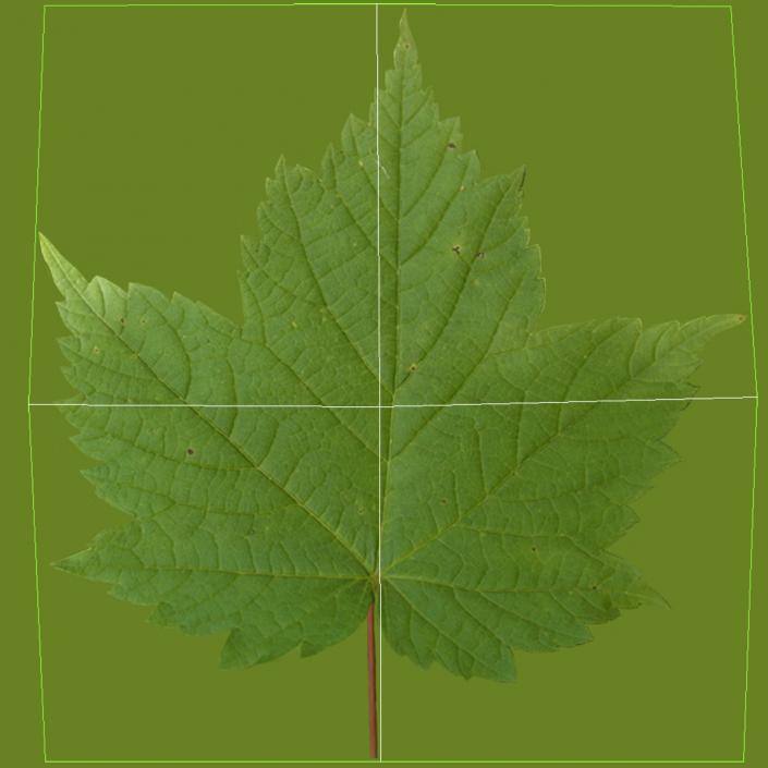 3D Red Maple Tree Summer