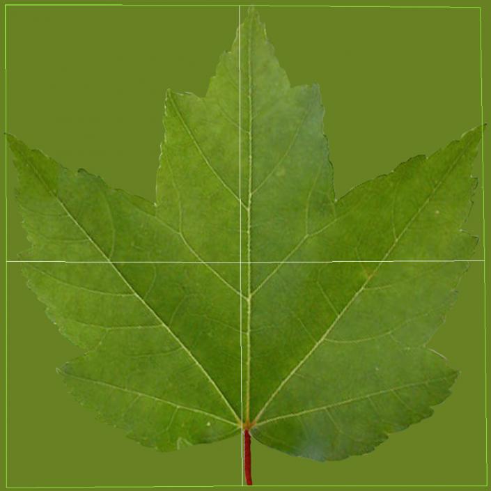 3D Red Maple Tree Summer