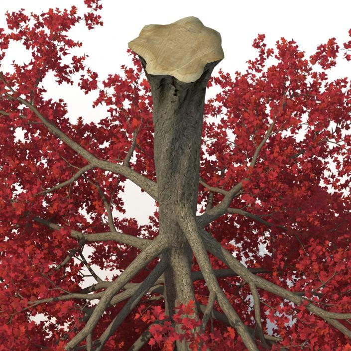 3D Red Maple Tree Autumn