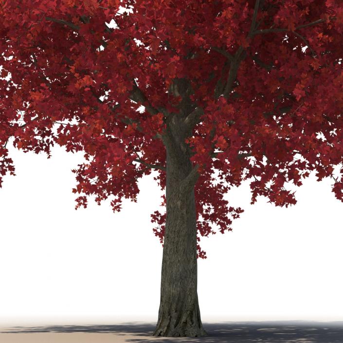 3D Red Maple Tree Autumn