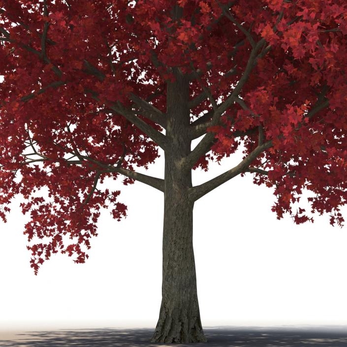 3D Red Maple Tree Autumn