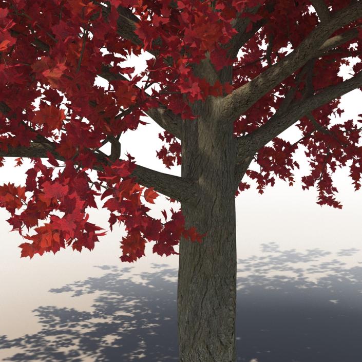 3D Red Maple Tree Autumn