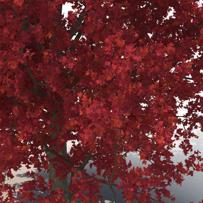 3D Red Maple Tree Autumn