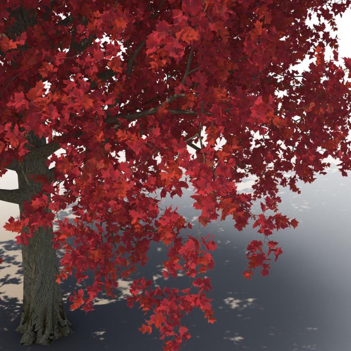 3D Red Maple Tree Autumn