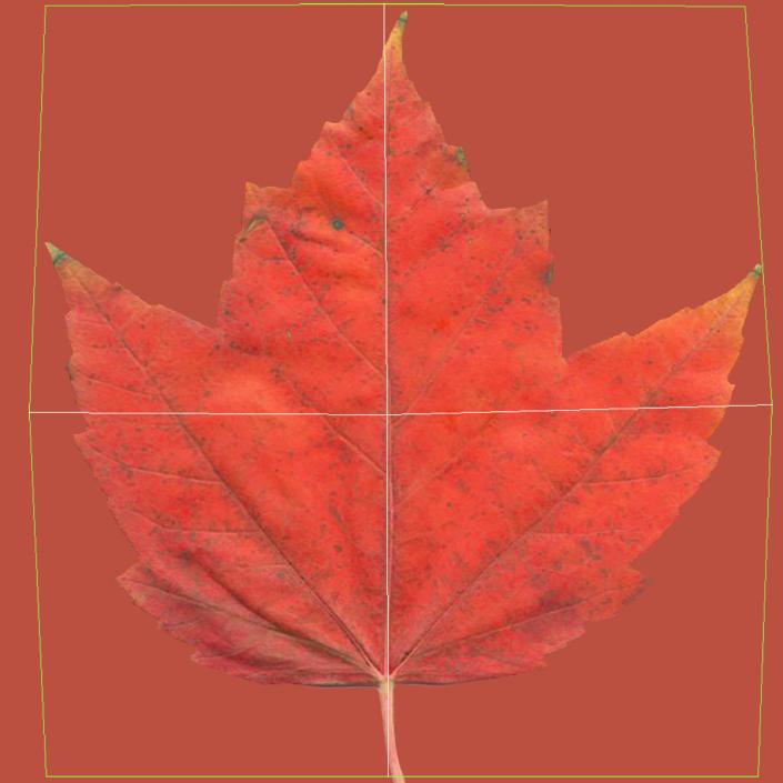 3D Red Maple Tree Autumn