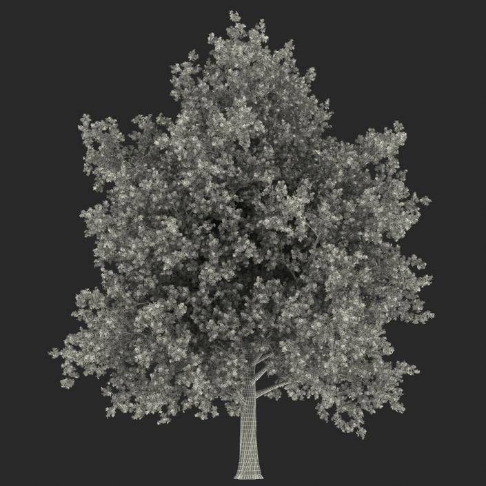 3D Red Maple Tree Autumn