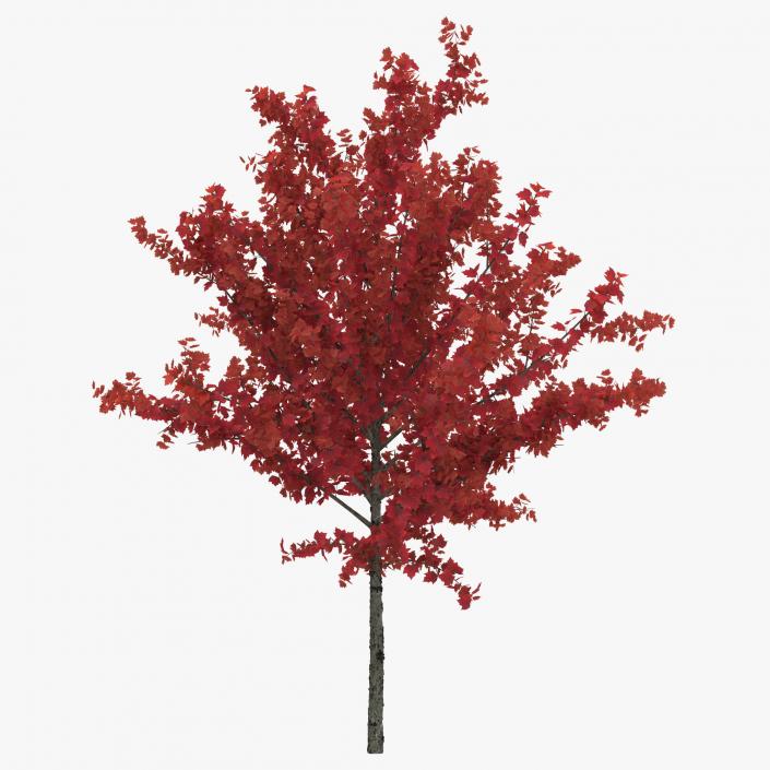 Young Tree Red Maple Autumn 3D