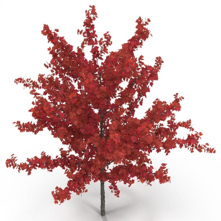 Young Tree Red Maple Autumn 3D