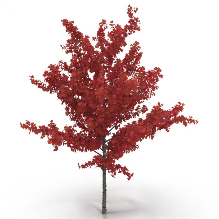 Young Tree Red Maple Autumn 3D