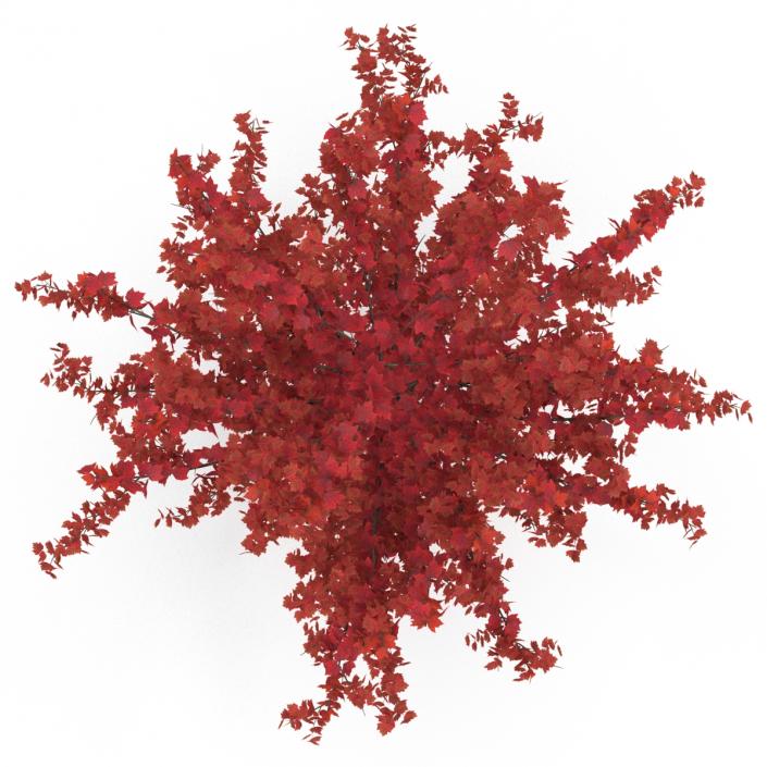 Young Tree Red Maple Autumn 3D