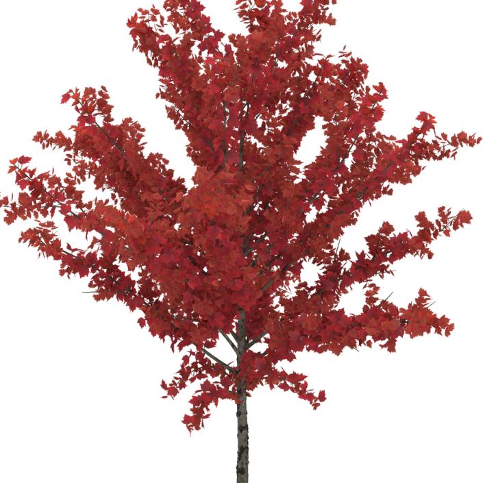 Young Tree Red Maple Autumn 3D