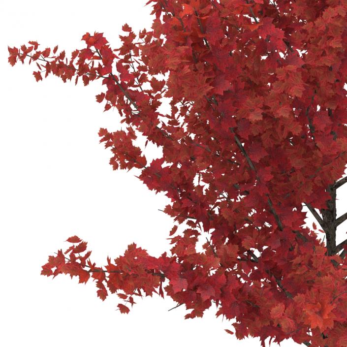 Young Tree Red Maple Autumn 3D