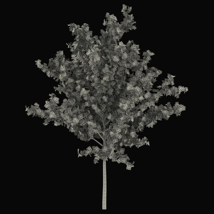 Young Tree Red Maple Autumn 3D