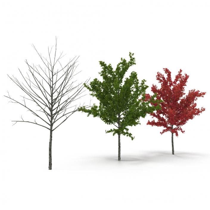 3D Young Tree Red Maple 3D Models Collection