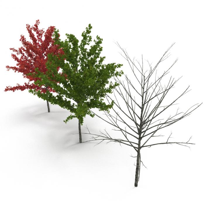 3D Young Tree Red Maple 3D Models Collection