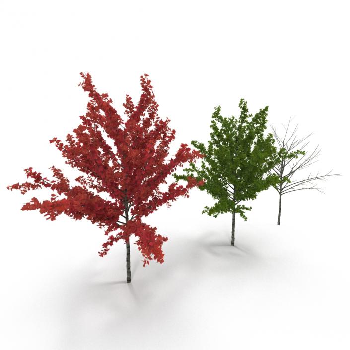 3D Young Tree Red Maple 3D Models Collection