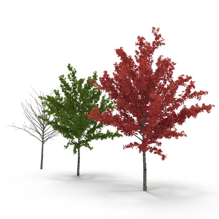 3D Young Tree Red Maple 3D Models Collection