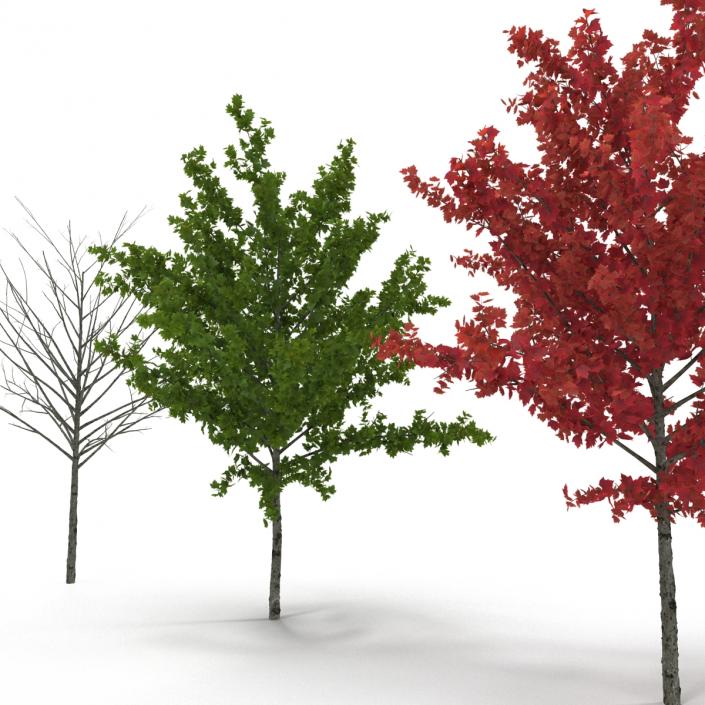 3D Young Tree Red Maple 3D Models Collection