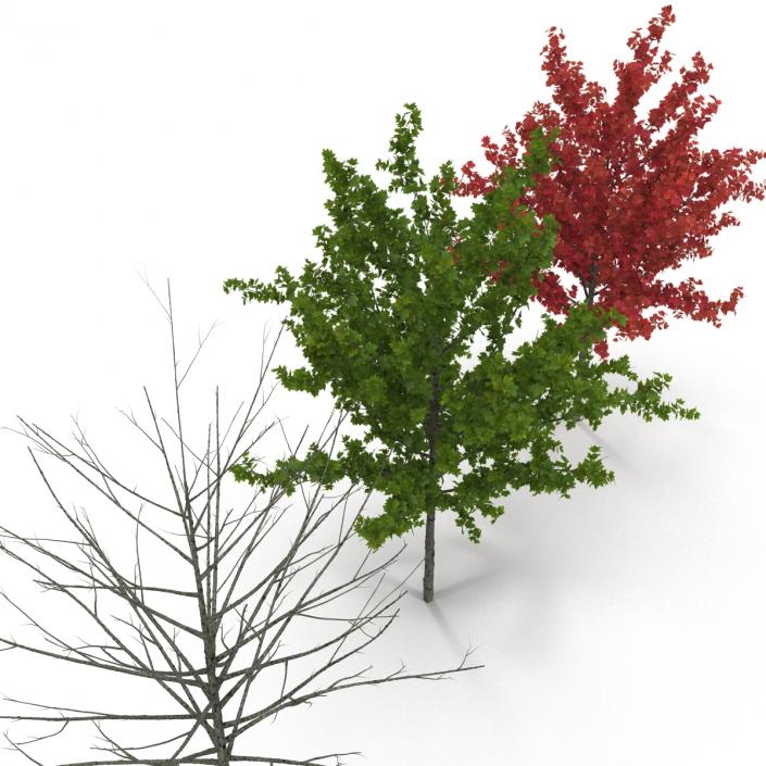 3D Young Tree Red Maple 3D Models Collection