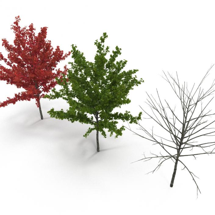 3D Young Tree Red Maple 3D Models Collection