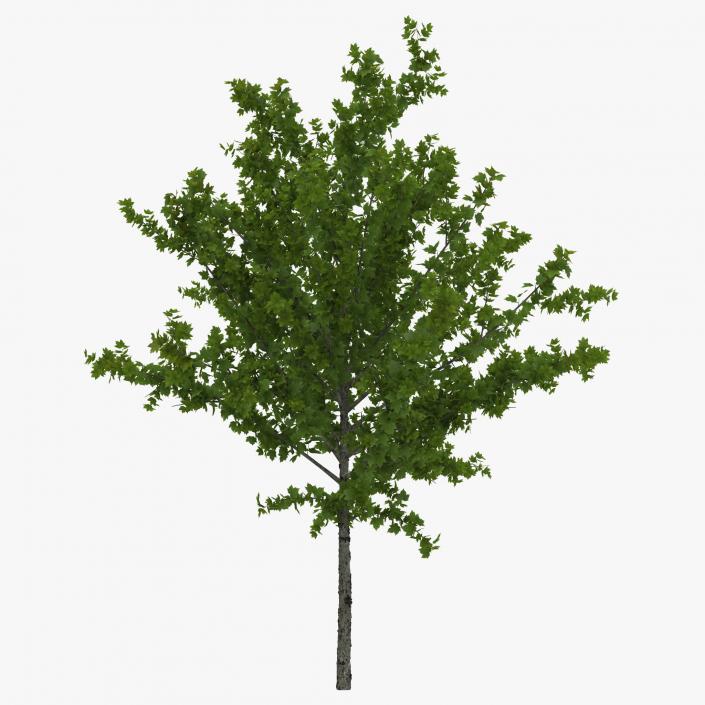 Young Tree Red Maple Summer 3D