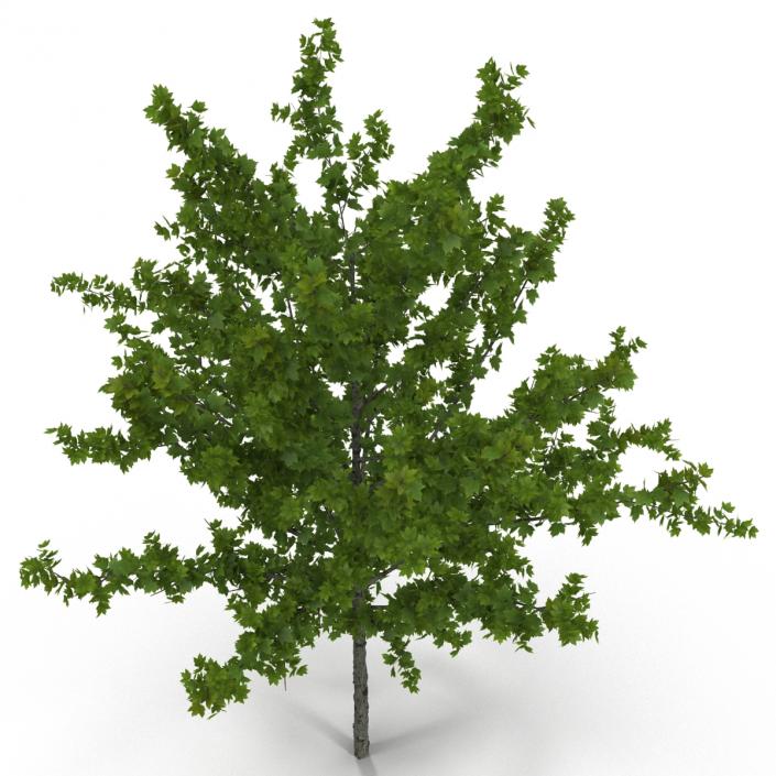 Young Tree Red Maple Summer 3D