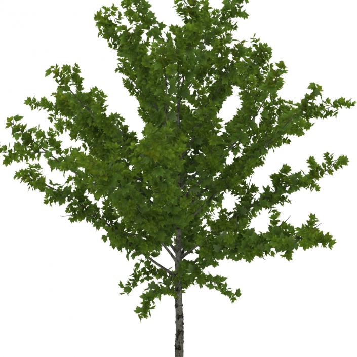 Young Tree Red Maple Summer 3D