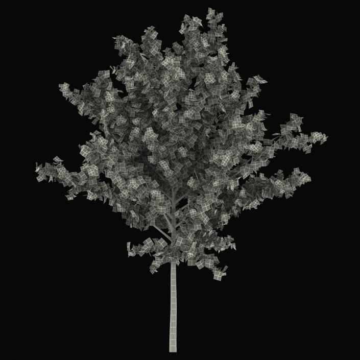 Young Tree Red Maple Summer 3D