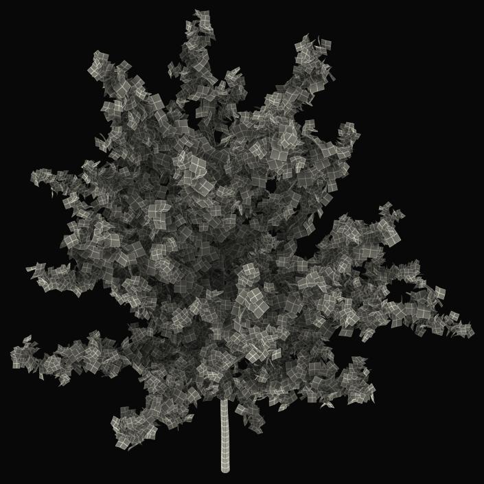 Young Tree Red Maple Summer 3D