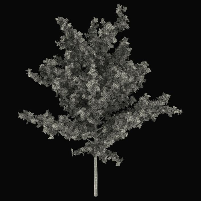 Young Tree Red Maple Summer 3D