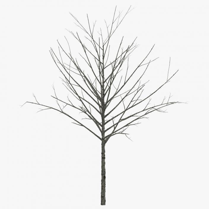 Young Tree Red Maple Winter 3D