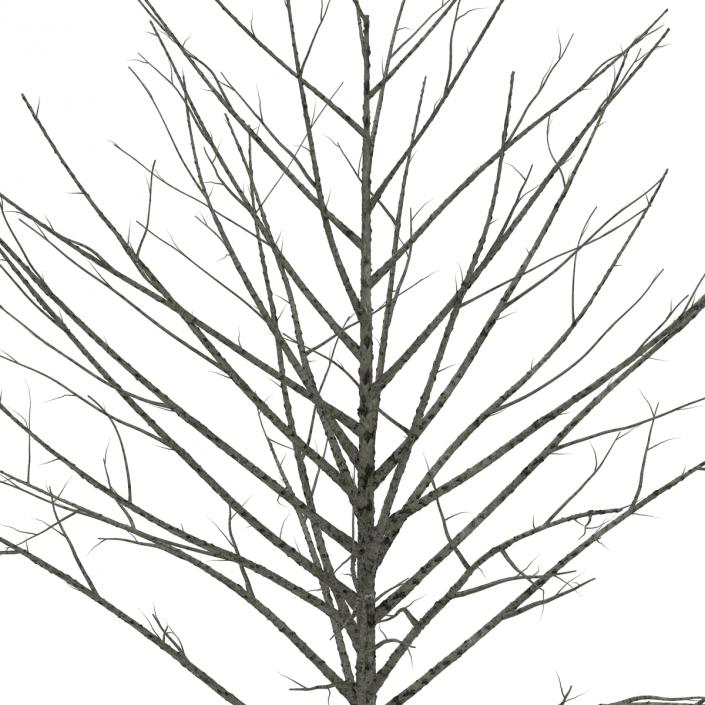 Young Tree Red Maple Winter 3D