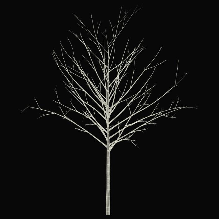 Young Tree Red Maple Winter 3D