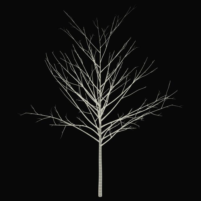 Young Tree Red Maple Winter 3D