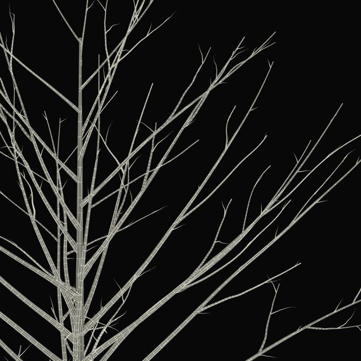 Young Tree Red Maple Winter 3D