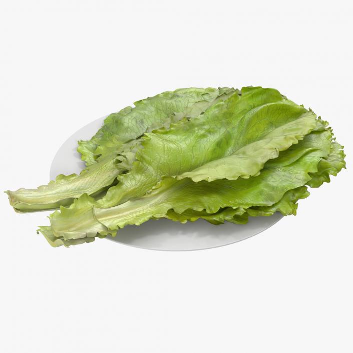 Lettuce Leaf Pile 3D