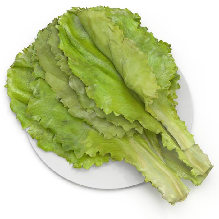 Lettuce Leaf Pile 3D