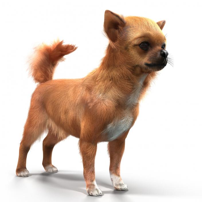 3D Chihuahua with Fur model