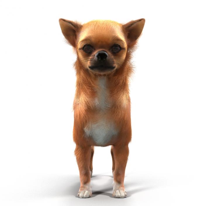 3D Chihuahua with Fur model