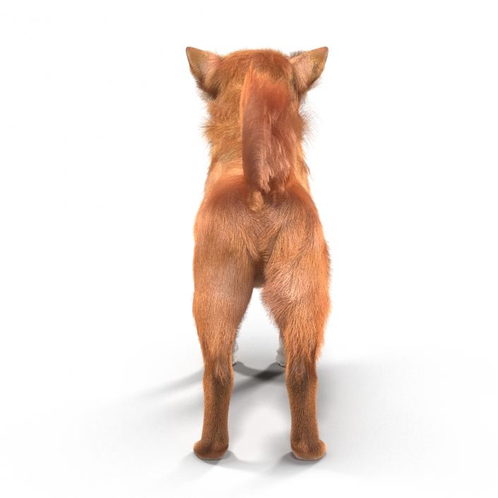 3D Chihuahua with Fur model