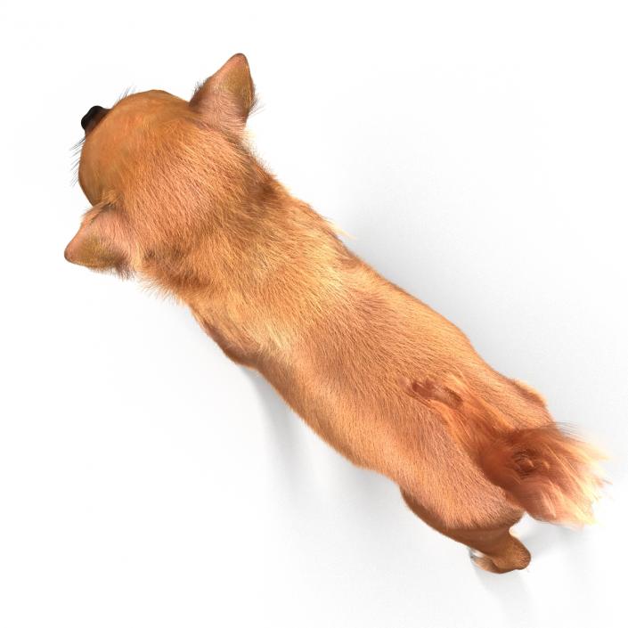 3D Chihuahua with Fur model