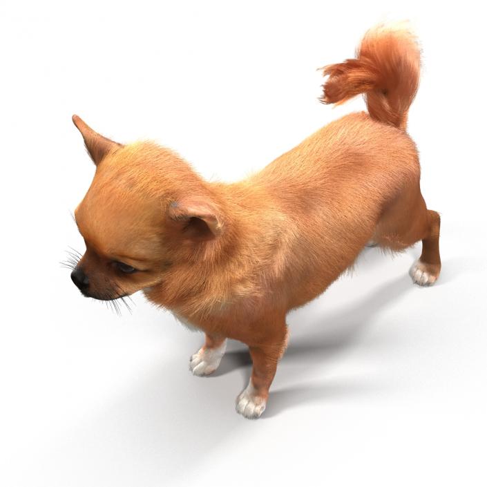 3D Chihuahua with Fur model