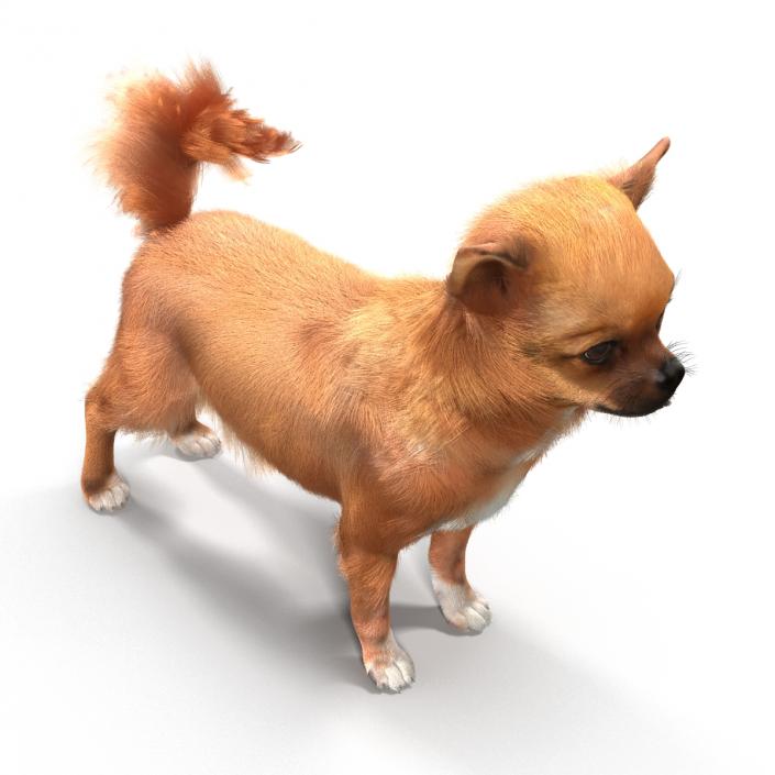 3D Chihuahua with Fur model