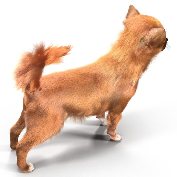 3D Chihuahua with Fur model