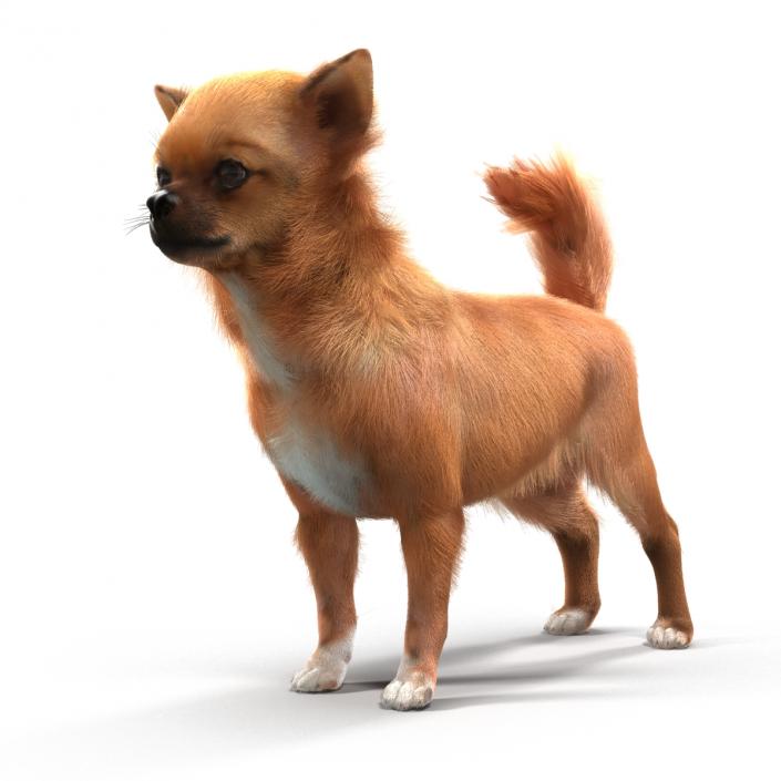 3D Chihuahua with Fur model