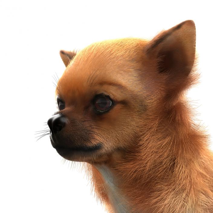 3D Chihuahua with Fur model