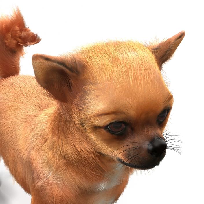 3D Chihuahua with Fur model