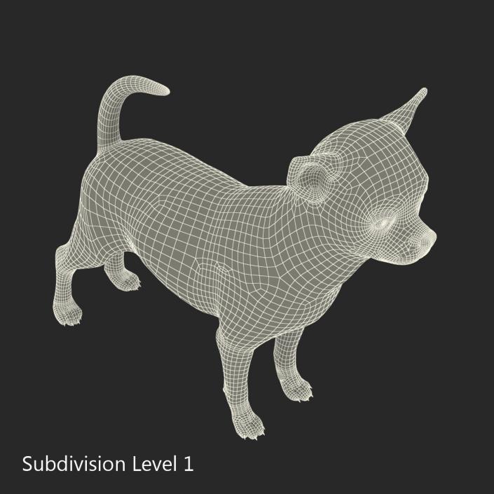 3D Chihuahua with Fur model